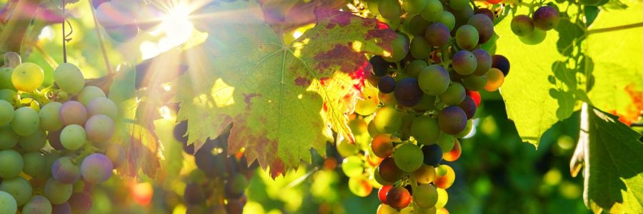 grapes-gef5d72fc0_1920